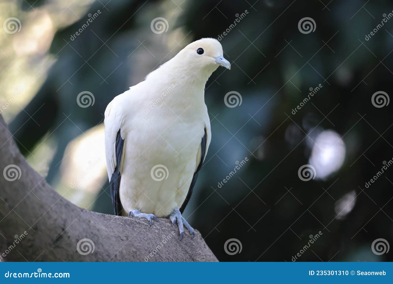 The White Doves with Olive Branch, White Pigeon Stock Photo Image of