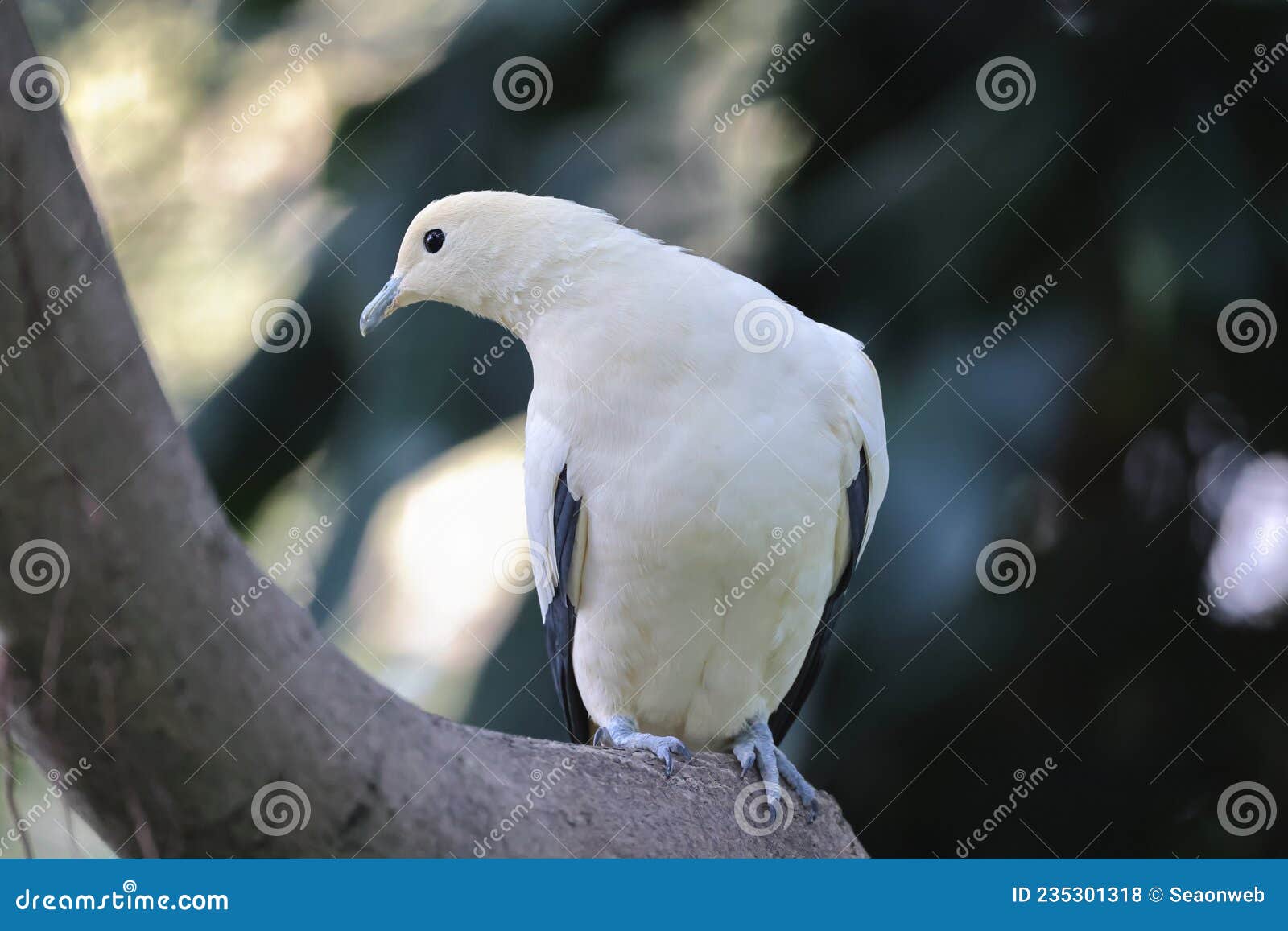 The White Doves with Olive Branch, White Pigeon Stock Photo Image of