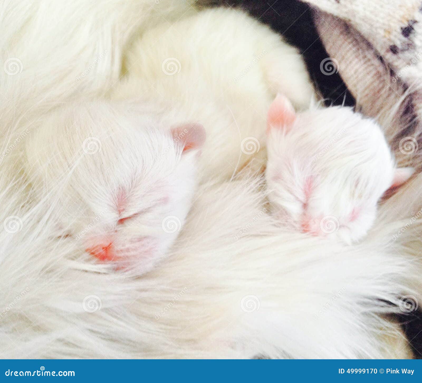 White dreams stock photo. Image of white, kitten, dreams 49999170