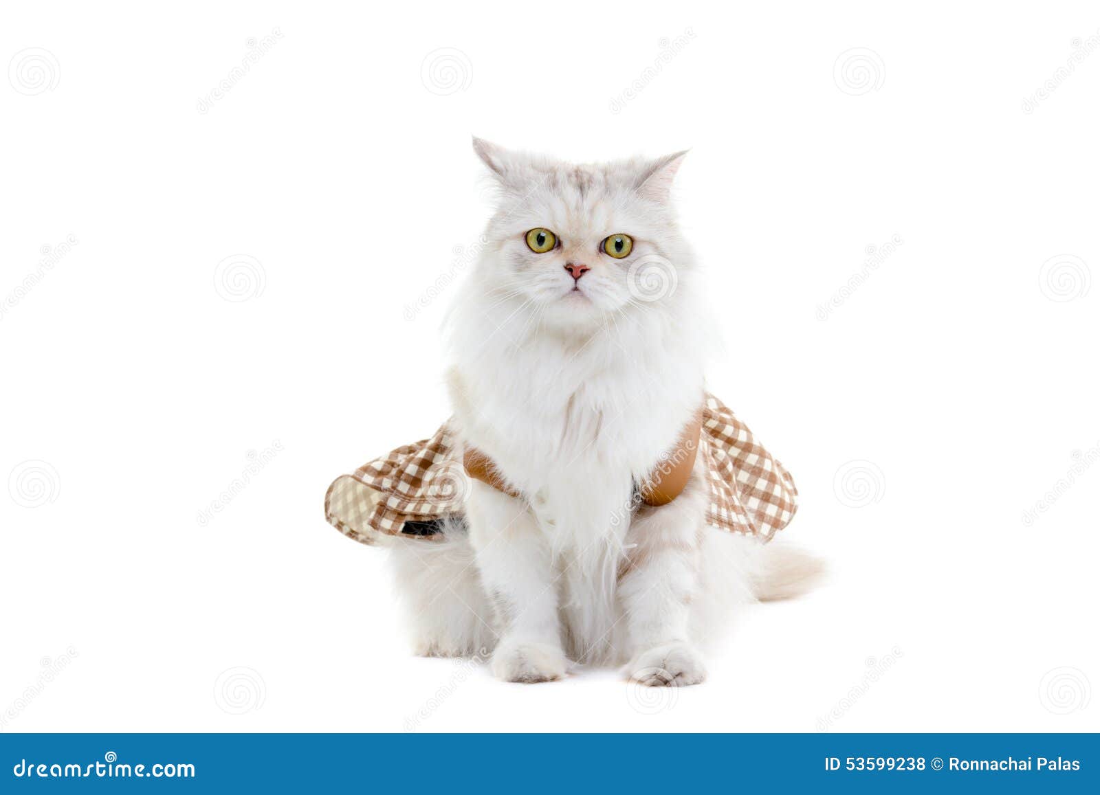 White Dressing Cat Isolated on White Stock Photo Image of kitten, fashion 53599238