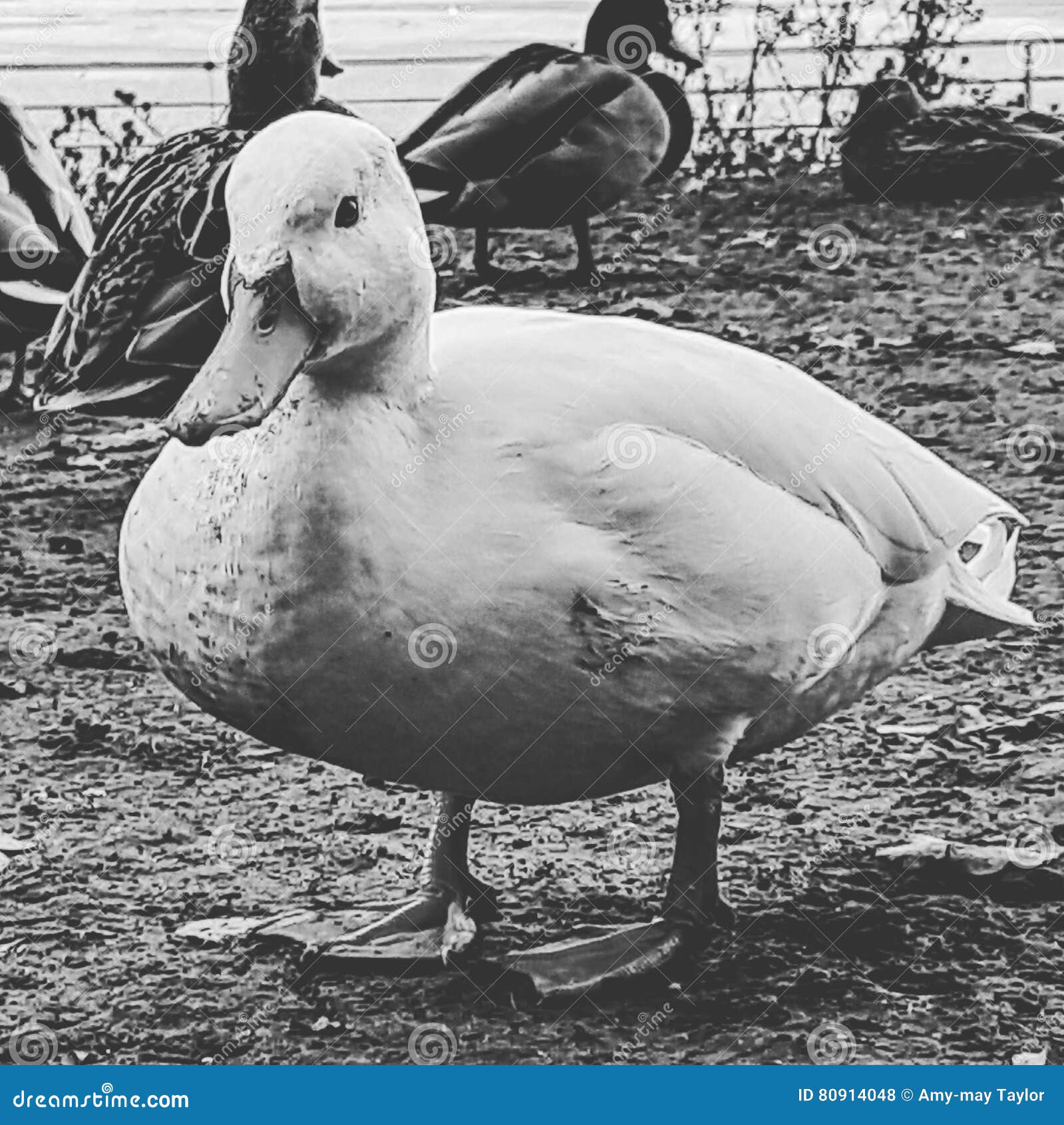 White duck stock photo. Image of alone, wildlife, white 80914048