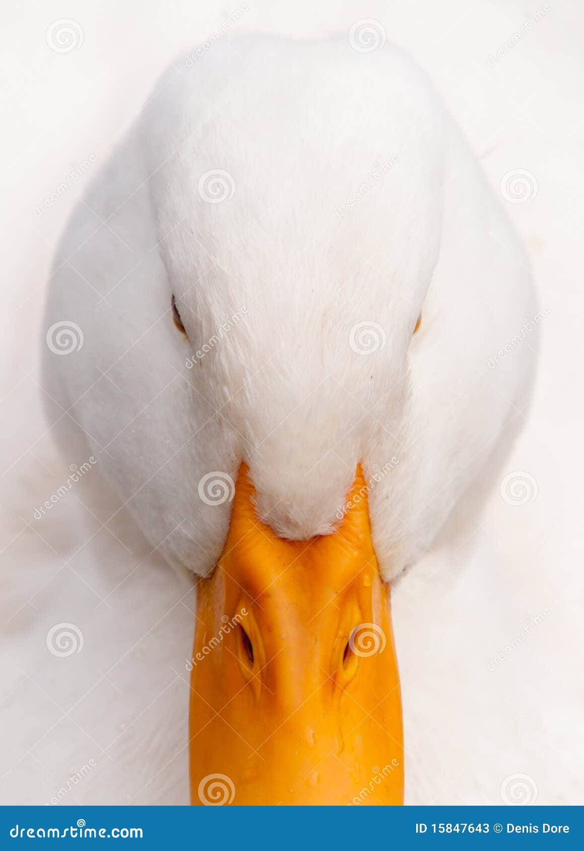 White Duck HiKey Closeup Portrait Stock Image Image of bird, orange