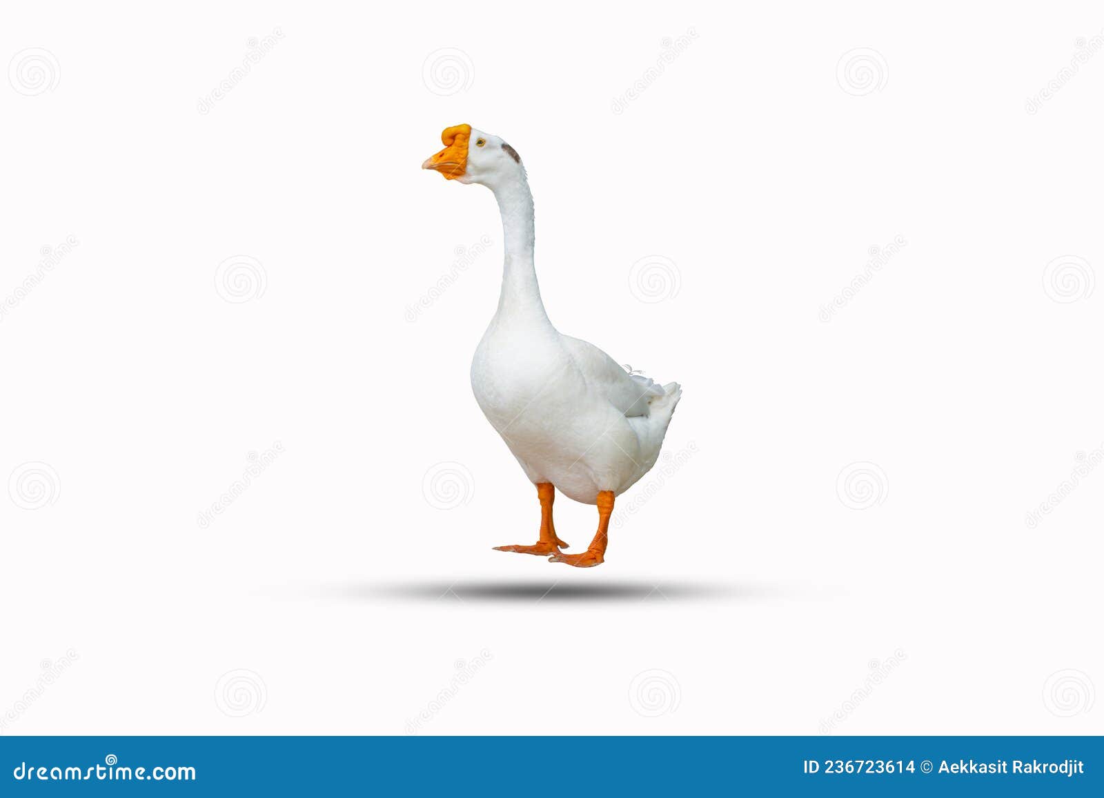 white duck  on a white background clipping path