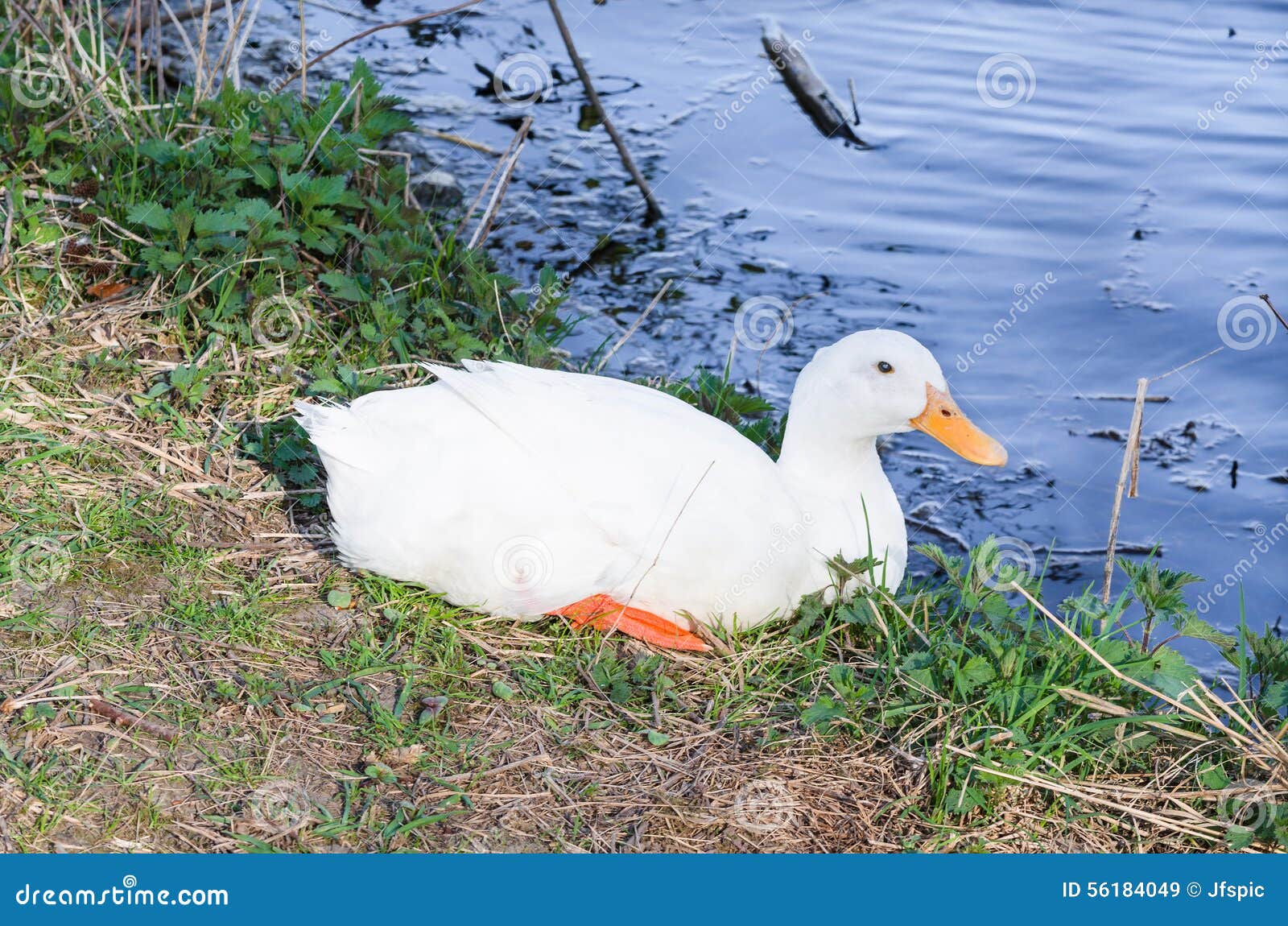 White duck sitting in the grass next to a pond.