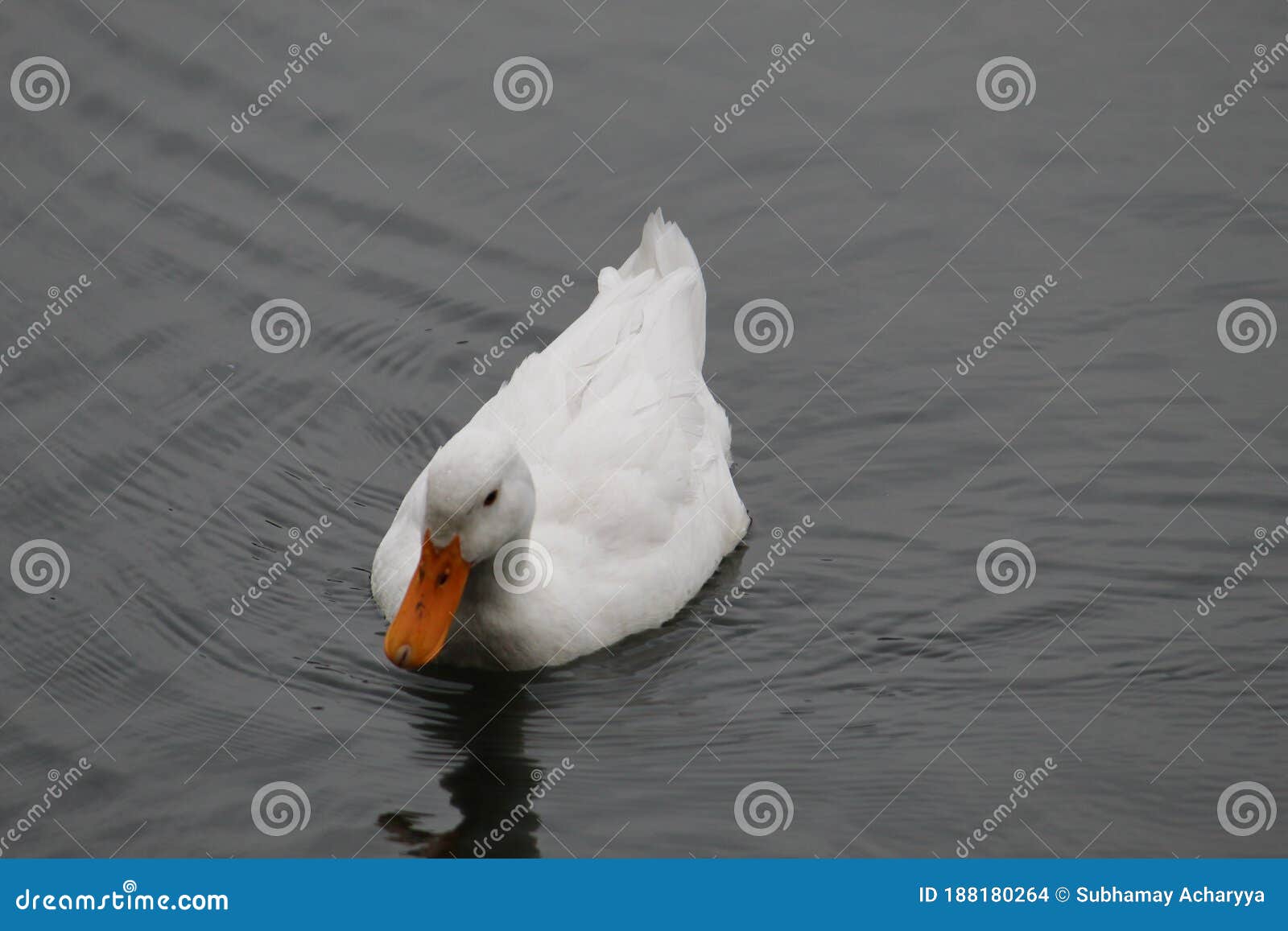 white duck swimming on water under daylight.