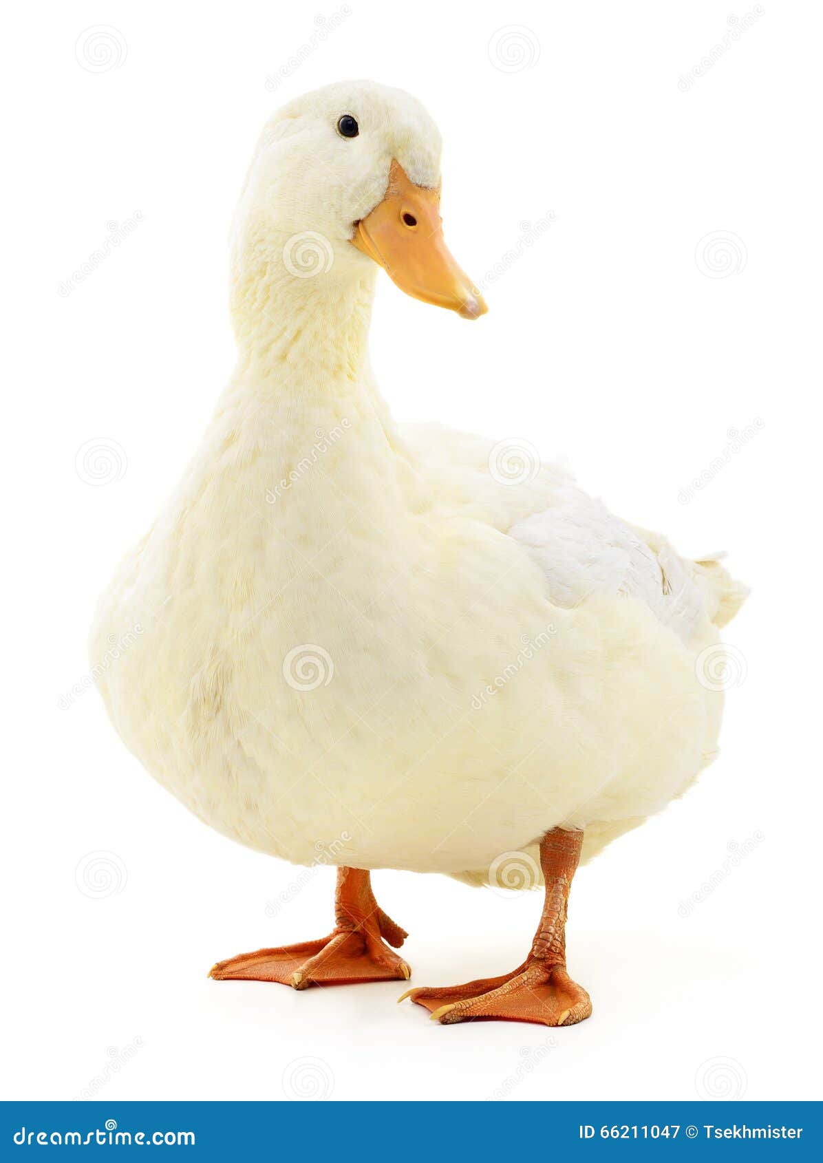 white duck on white.