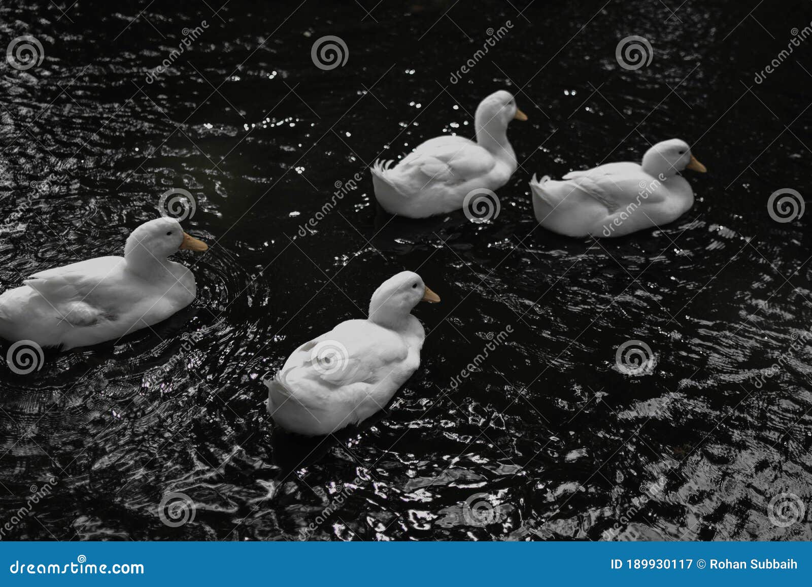 white ducks after having a nice bath