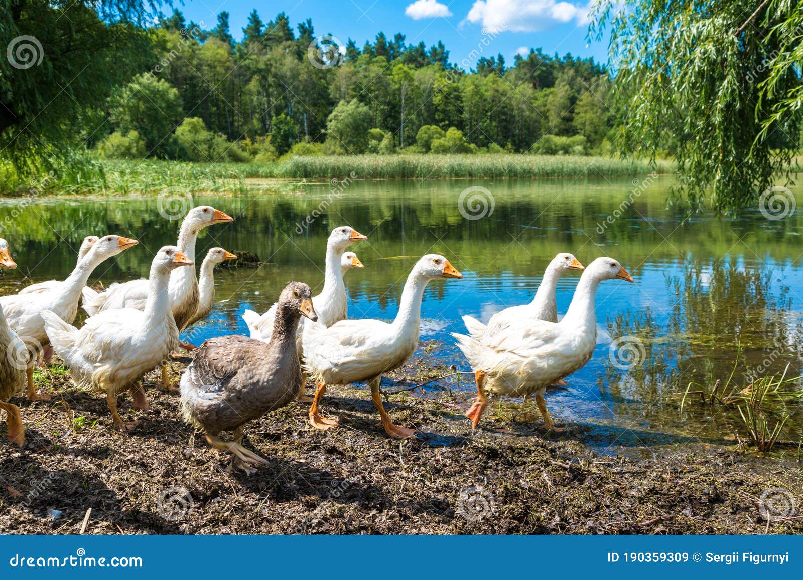 White ducks stock image. Image of feather, pond, bird 190359309