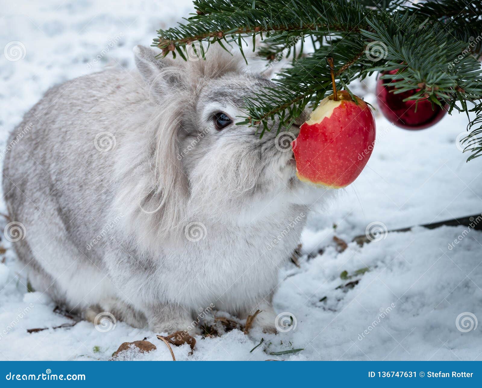 A White Dwarf Rabbit Eating an Apple Hanging on a Christmas Tree Stock