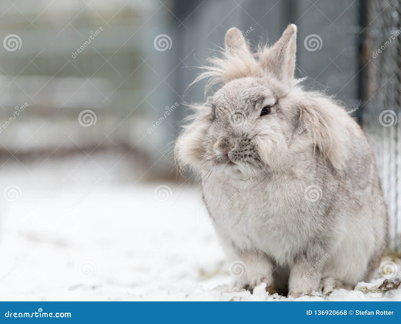 russian dwarf rabbit