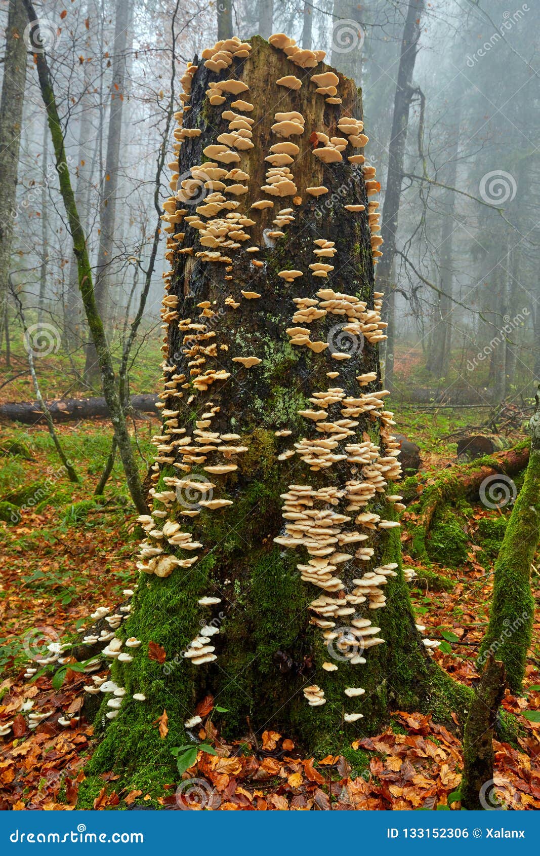 Edible White Mushrooms on Tree Bark Stock Photo Image of fungal