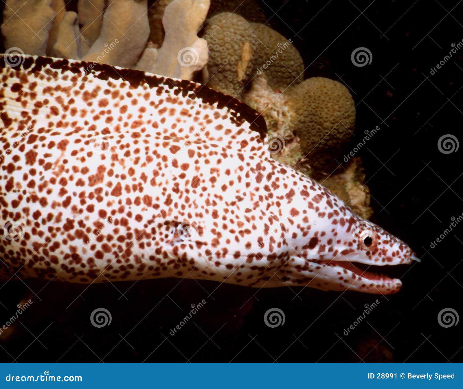 White Eel stock image. Image of scuba, white, eels, diving - 28991