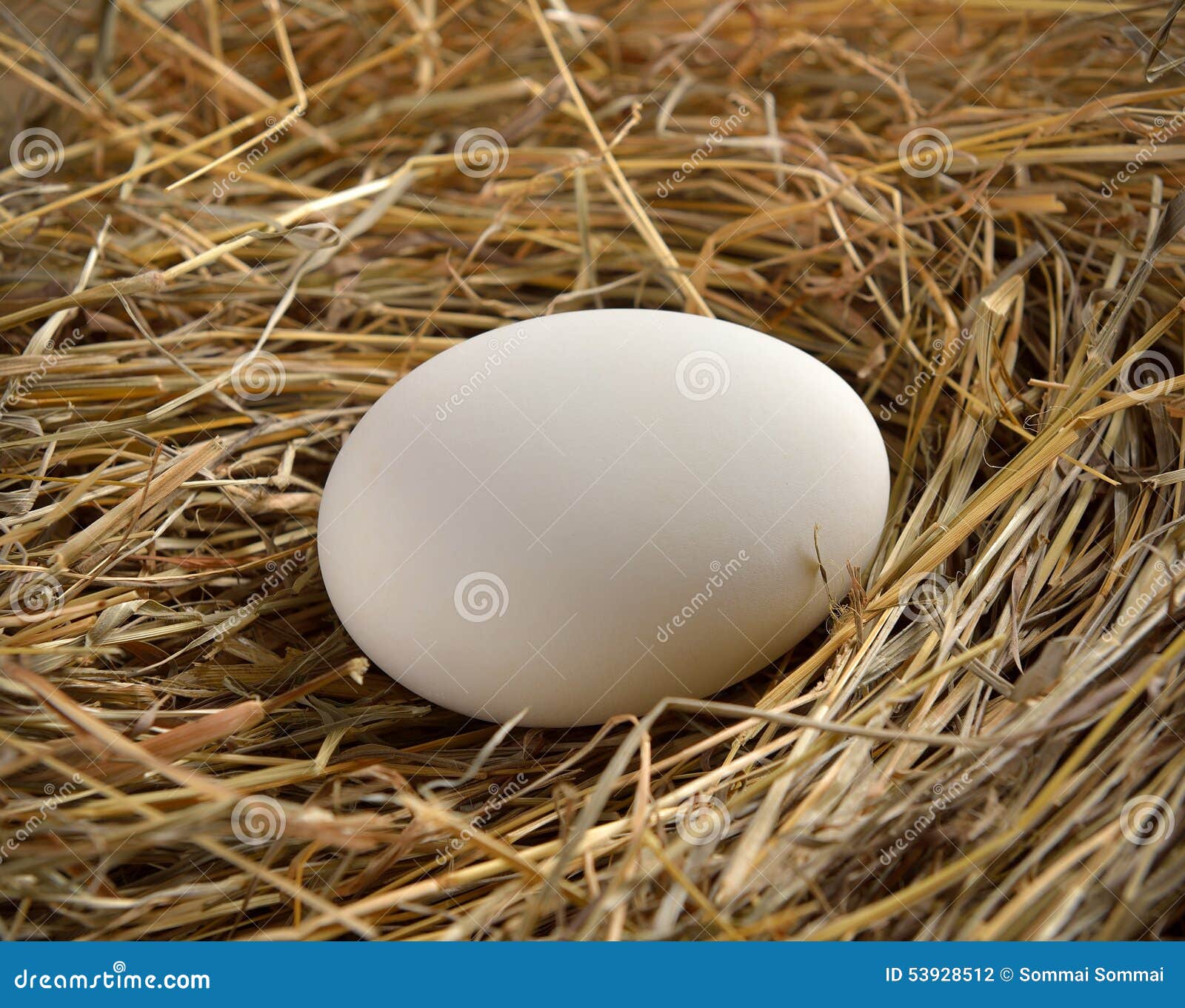 White egg in bird nest stock photo. Image of portfolio 53928512