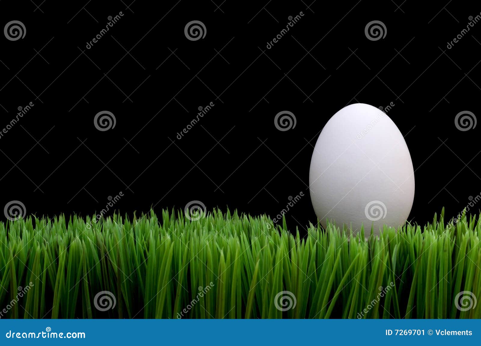 White egg on grass stock image. Image of poultry, green 7269701