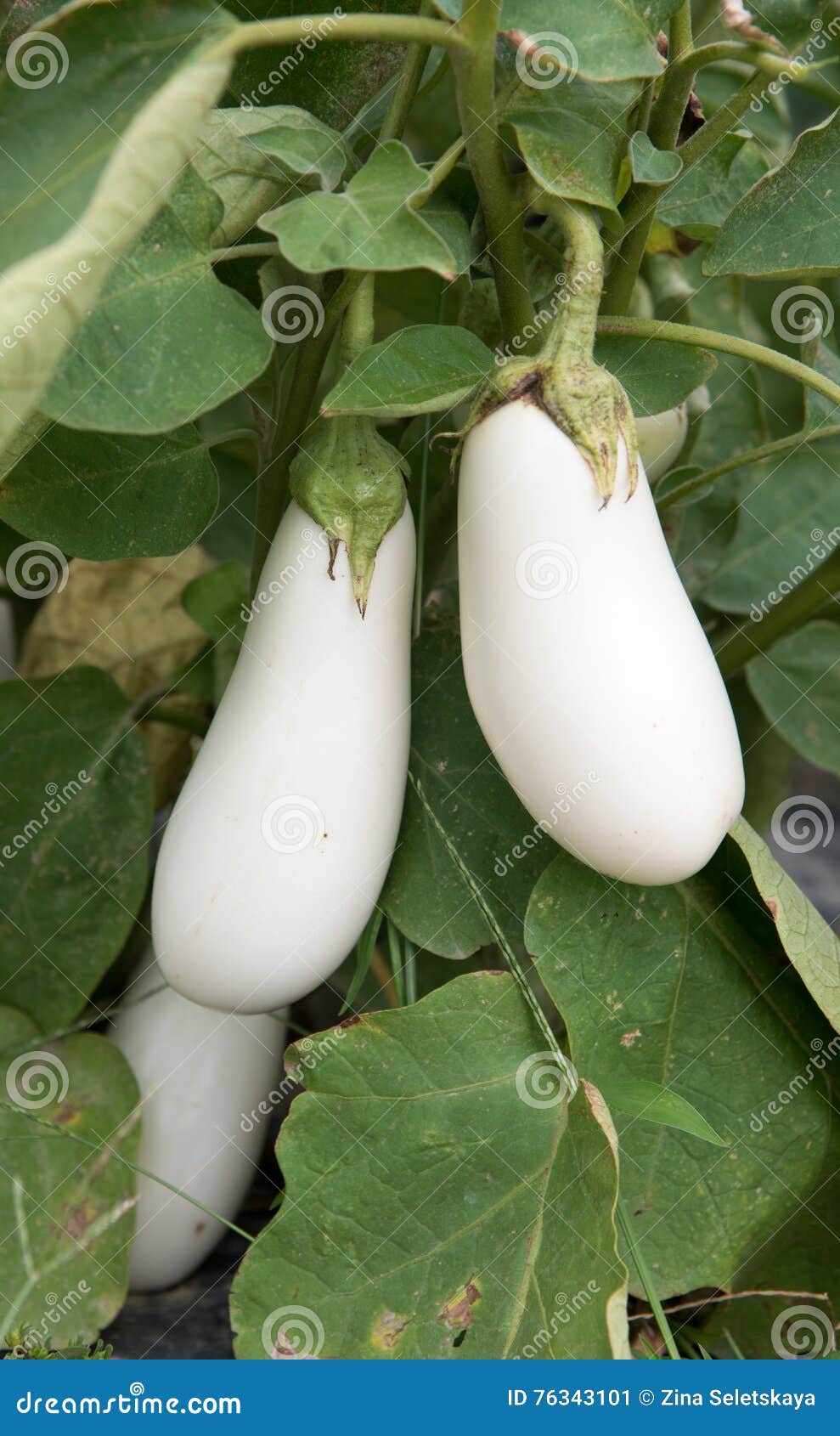 White Eggplant Growing on the Farm Stock Image Image of natural, leaf