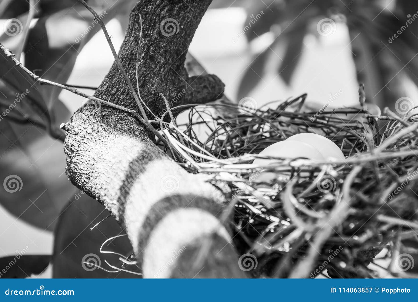 White Eggs Lying in a Bird`s Nest Stock Image Image of nestm, leaves