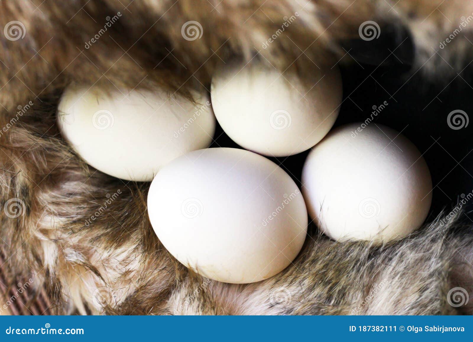 White Eggs, Natural Food so Close Stock Image Image of nature, wooden