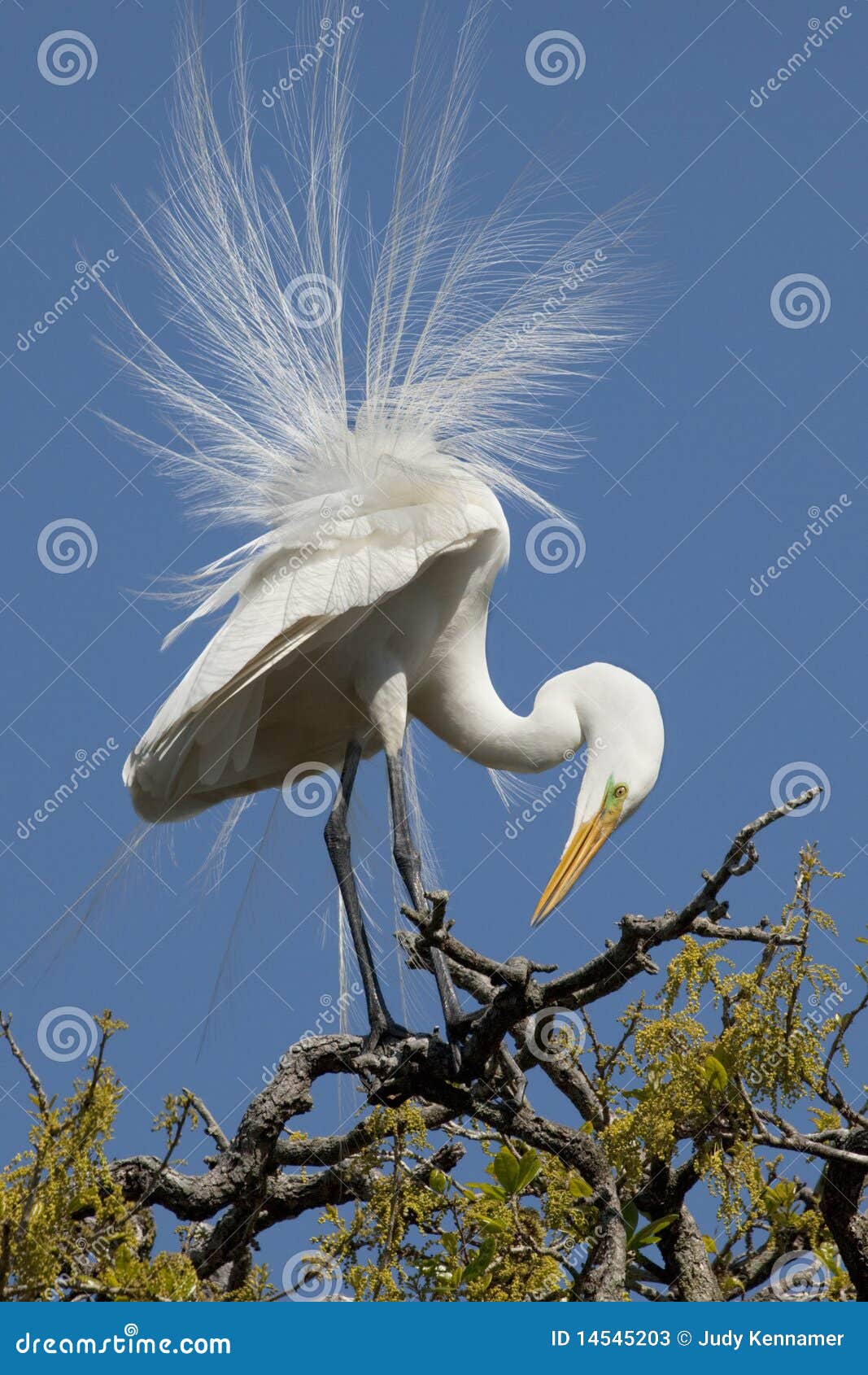 white egret in breeding plumage