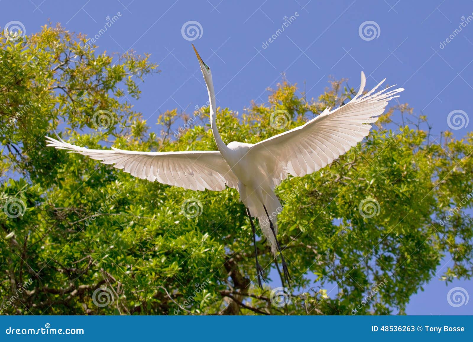 white egret wingspan