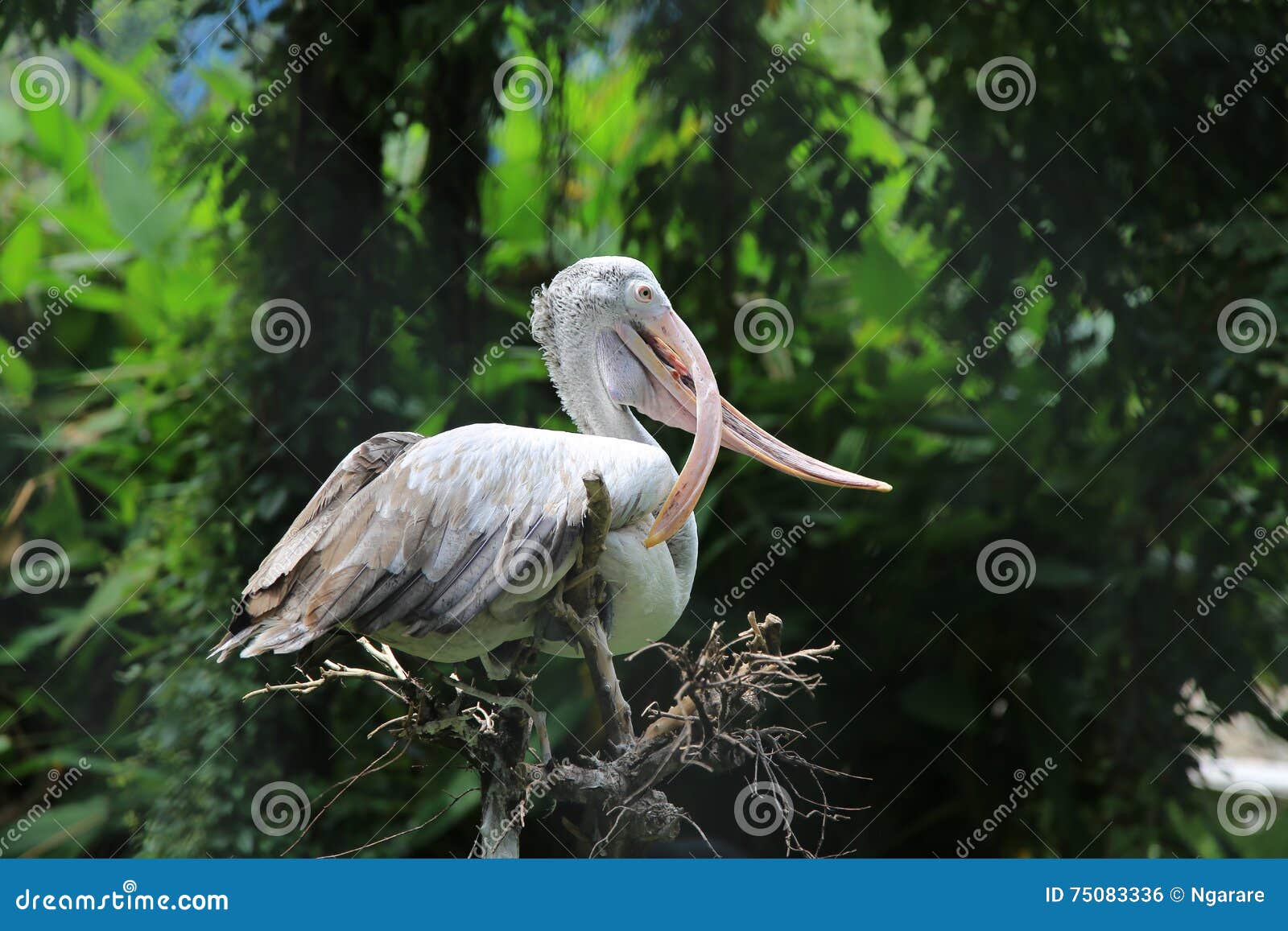 white egrets with wierd mouth