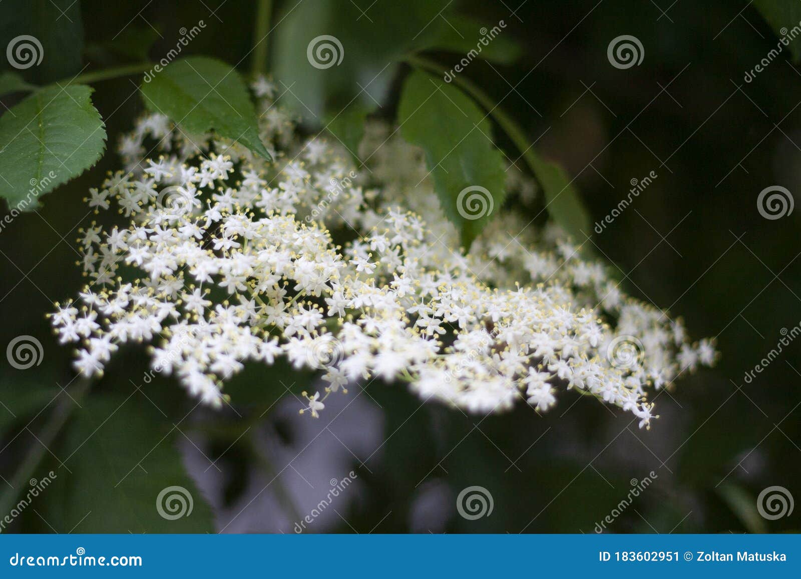 White Elder Flower, in Nature, Floral Petal with Soft Bokeh Background Image - Image of bokeh, background: 183602951