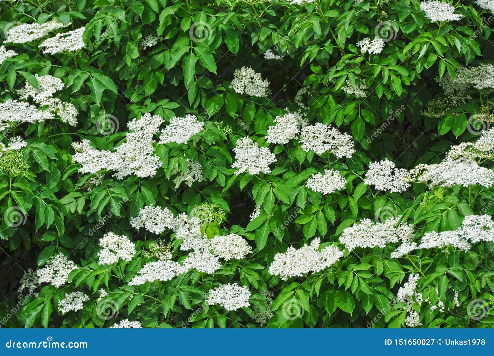 White elderberry blossom stock image. Image of flora 151650027