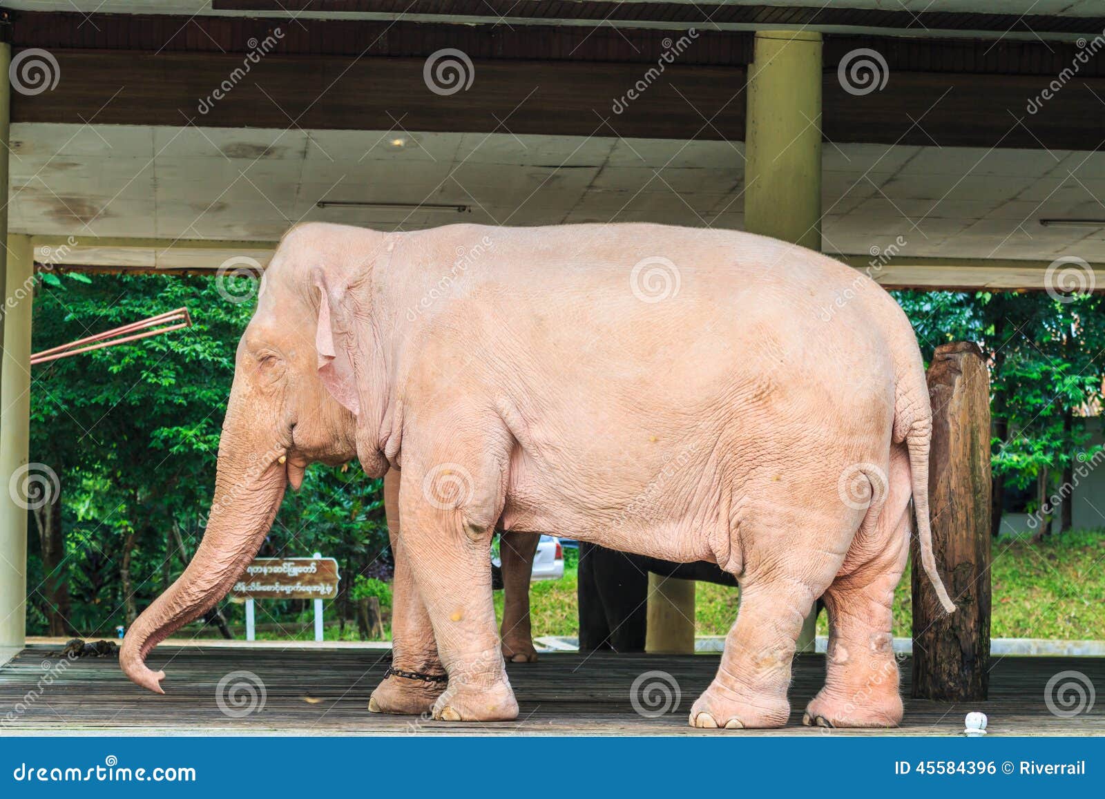 White elephant, Myanmar stock photo. Image of proboscis 45584396
