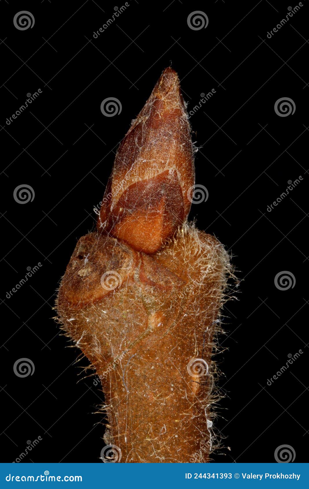 white elm ulmus laevis. terminal bud closeup