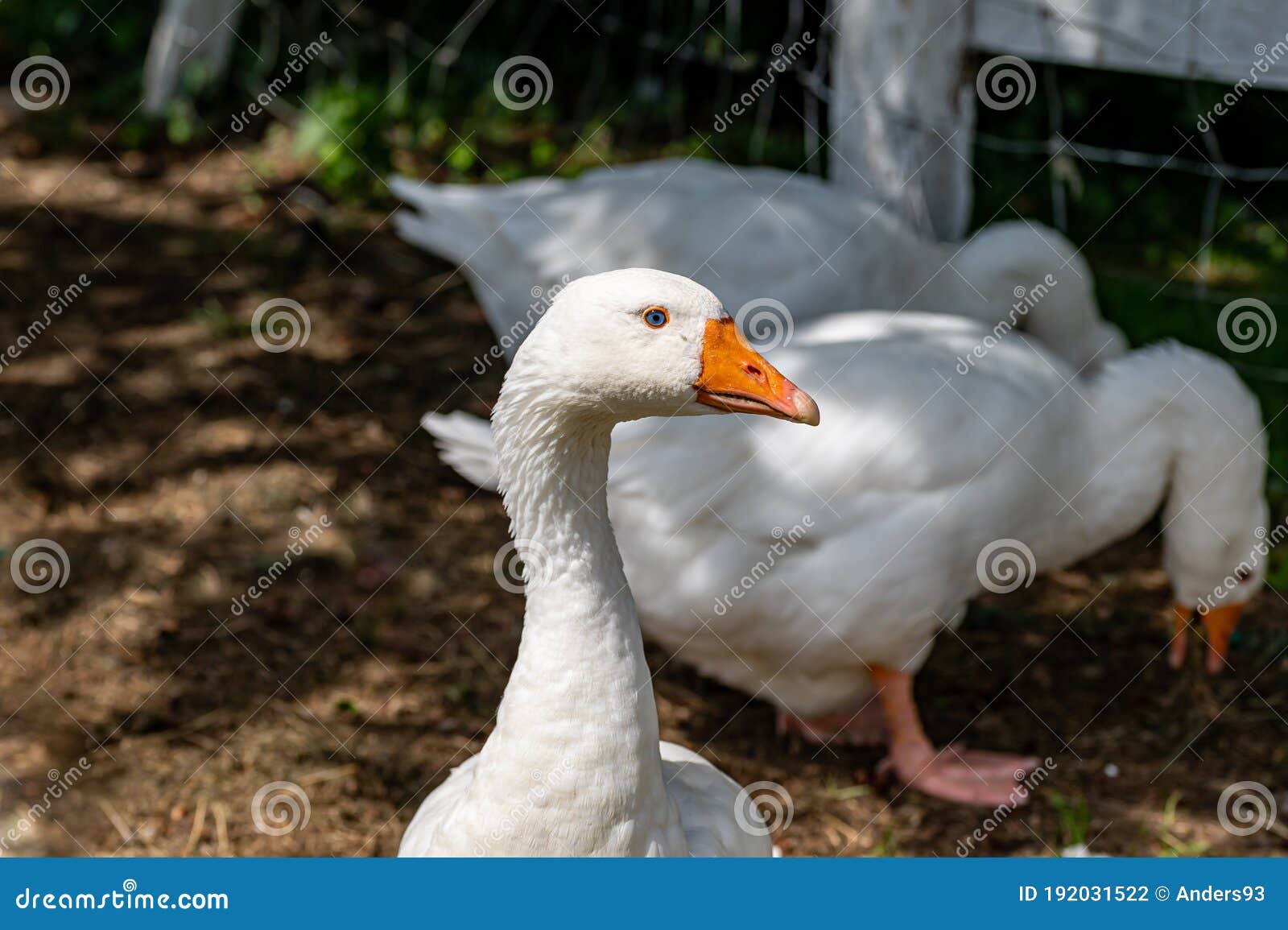 white emden geese