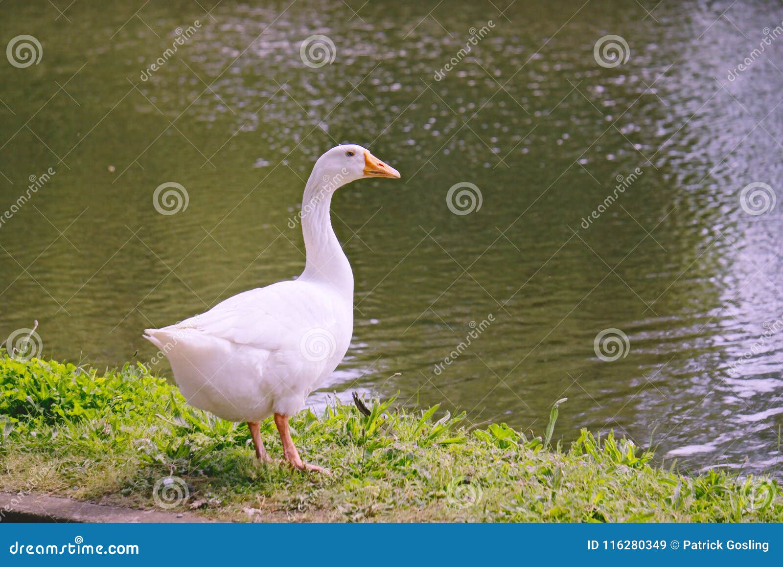the white emden goose.