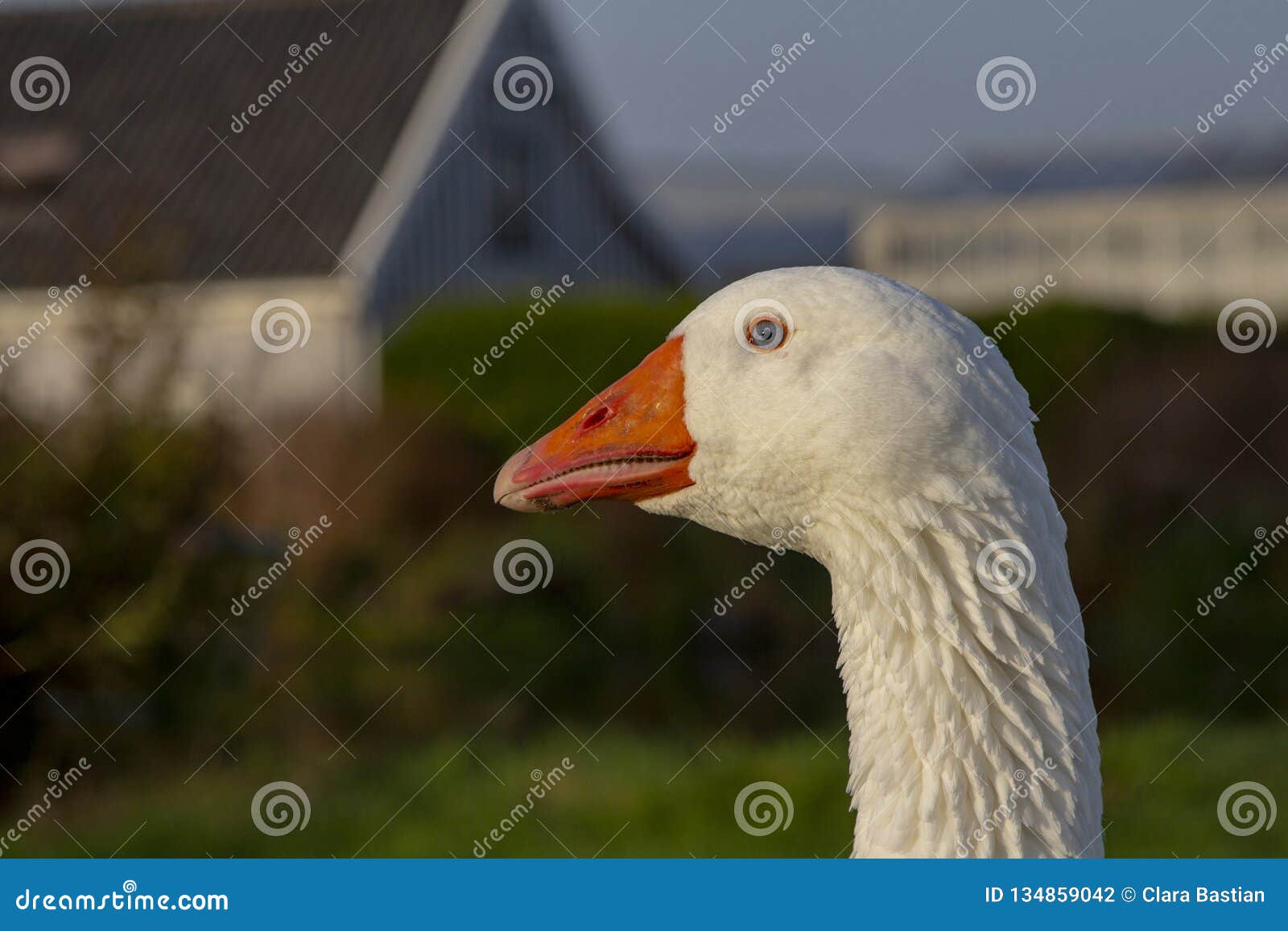 white emden goose with orange beak