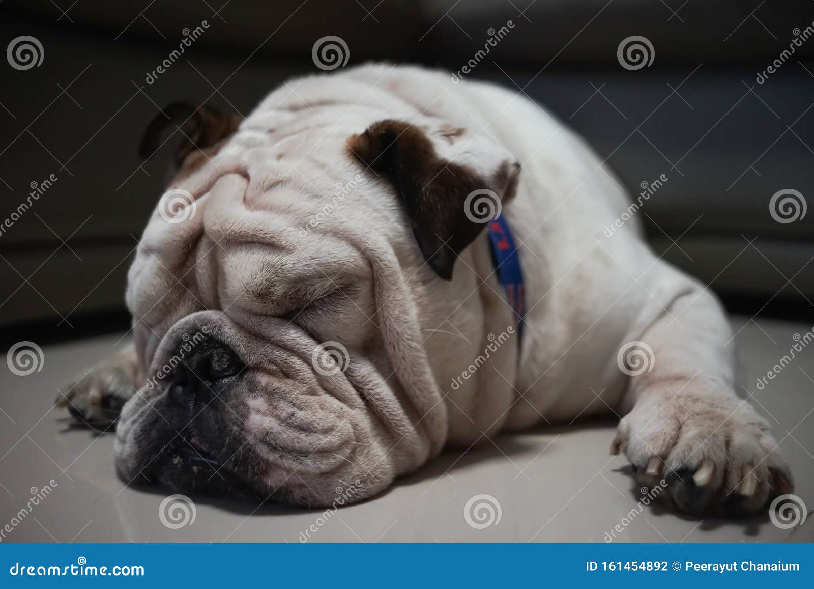 White English Bulldog Sleep on the Floor Stock Photo - Image of leash ...