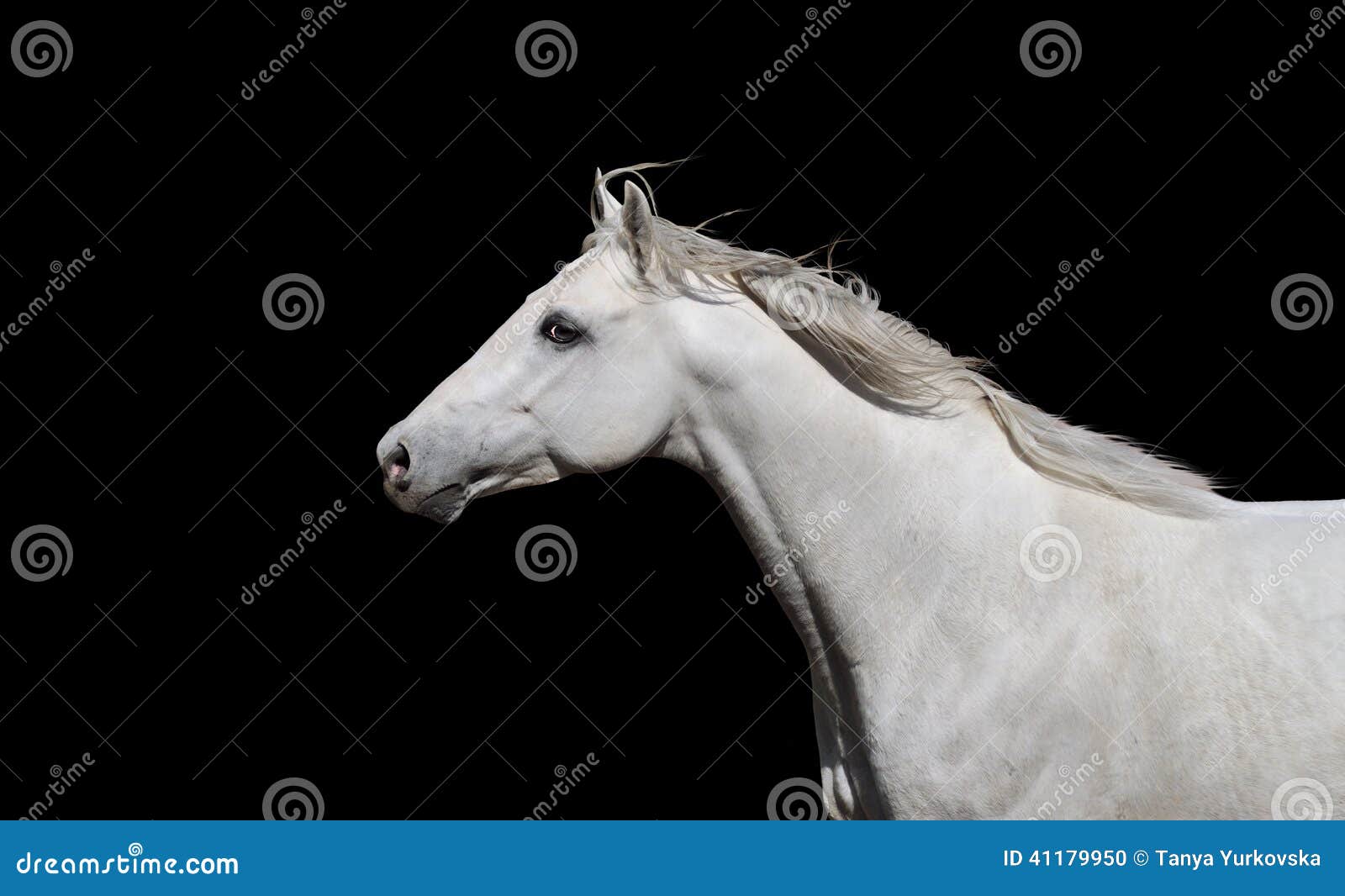 white english thoroughbred horse on a black background