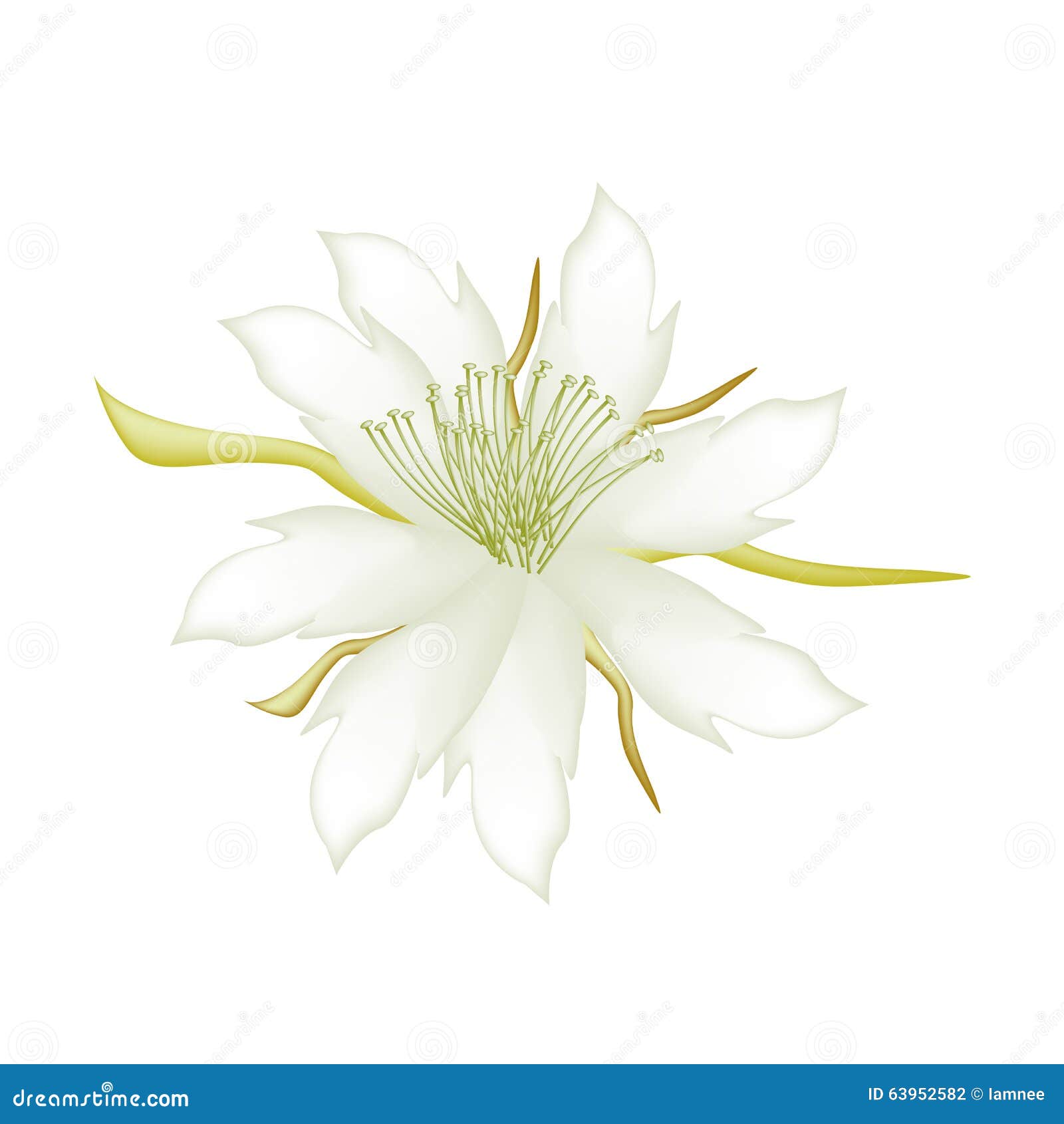 White Equiphyllum Flowers On A White Background Stock Vector