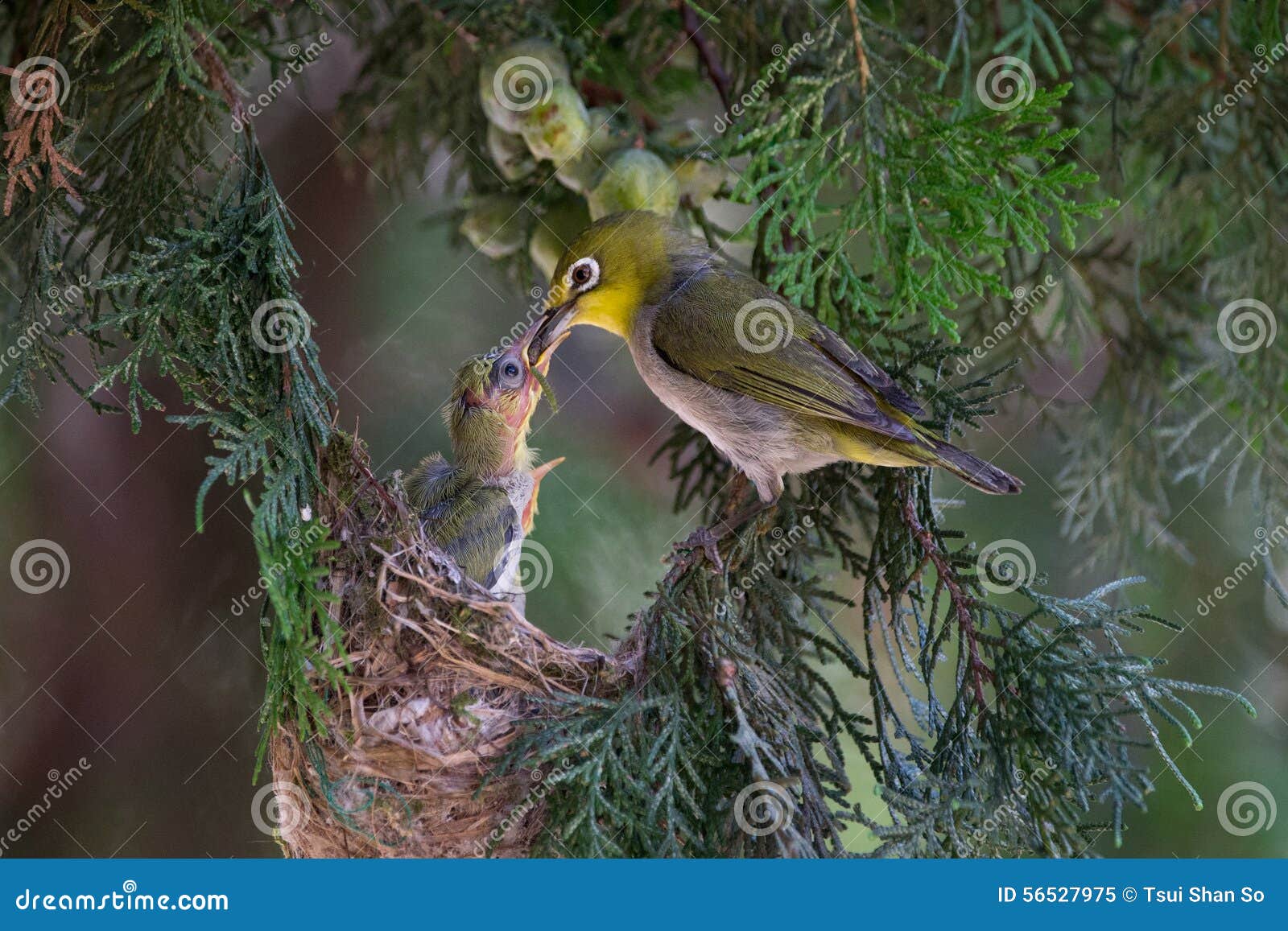 Whiteeye bird feeding stock image. Image of green, white 56527975
