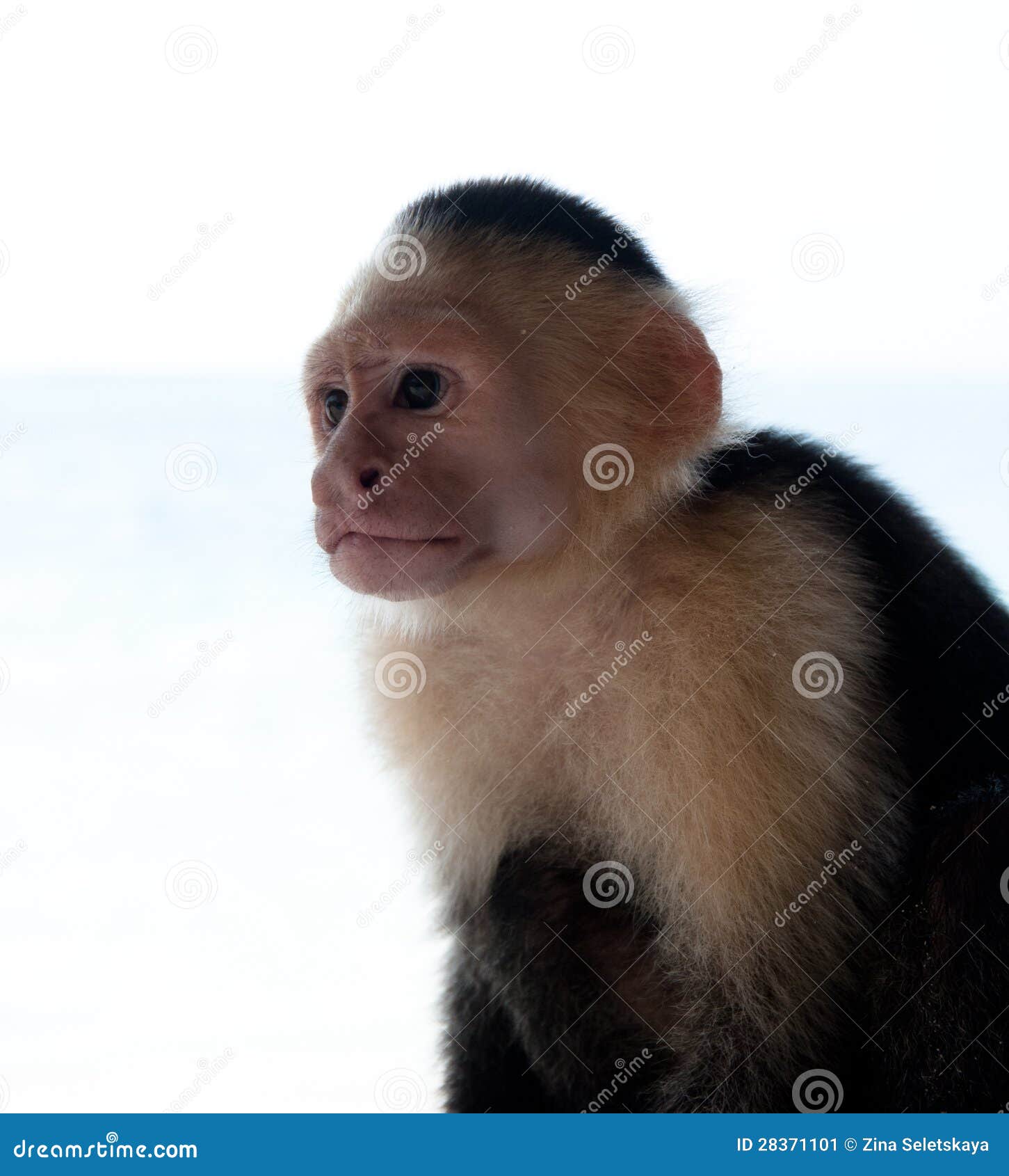 White Faced Capuchin Monkey Headshoot Stock Image Image of wilderness