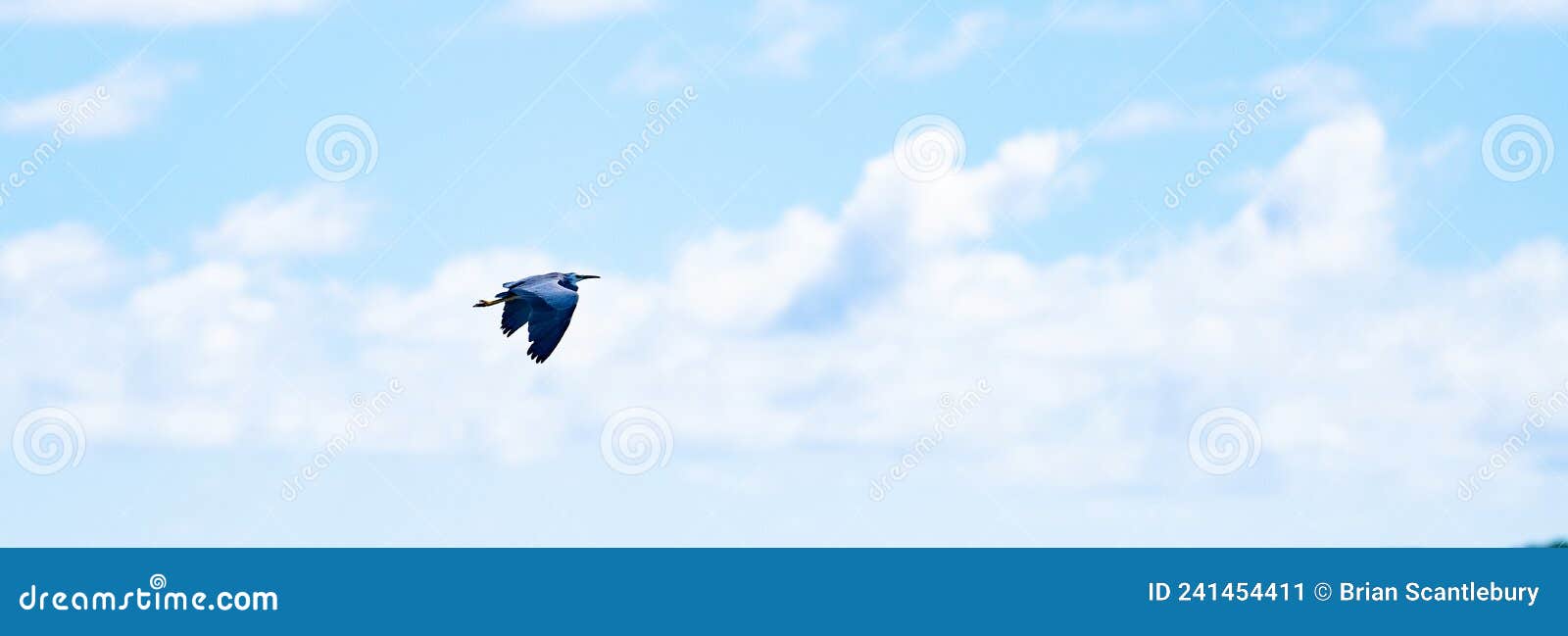 white-faced heron flies against blue and cloudy sky east coast of bay of plenty, new zealand at raukokore