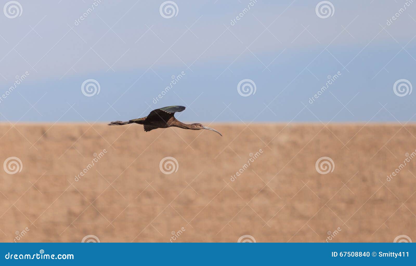 white faced ibis, plegadis chihi, flies