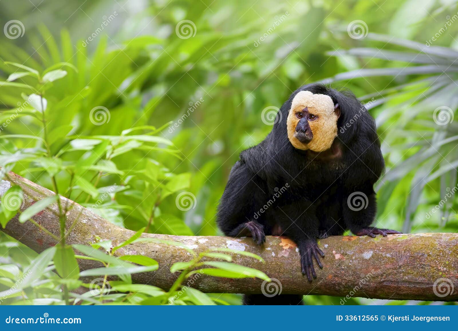 white-faced saki monkey