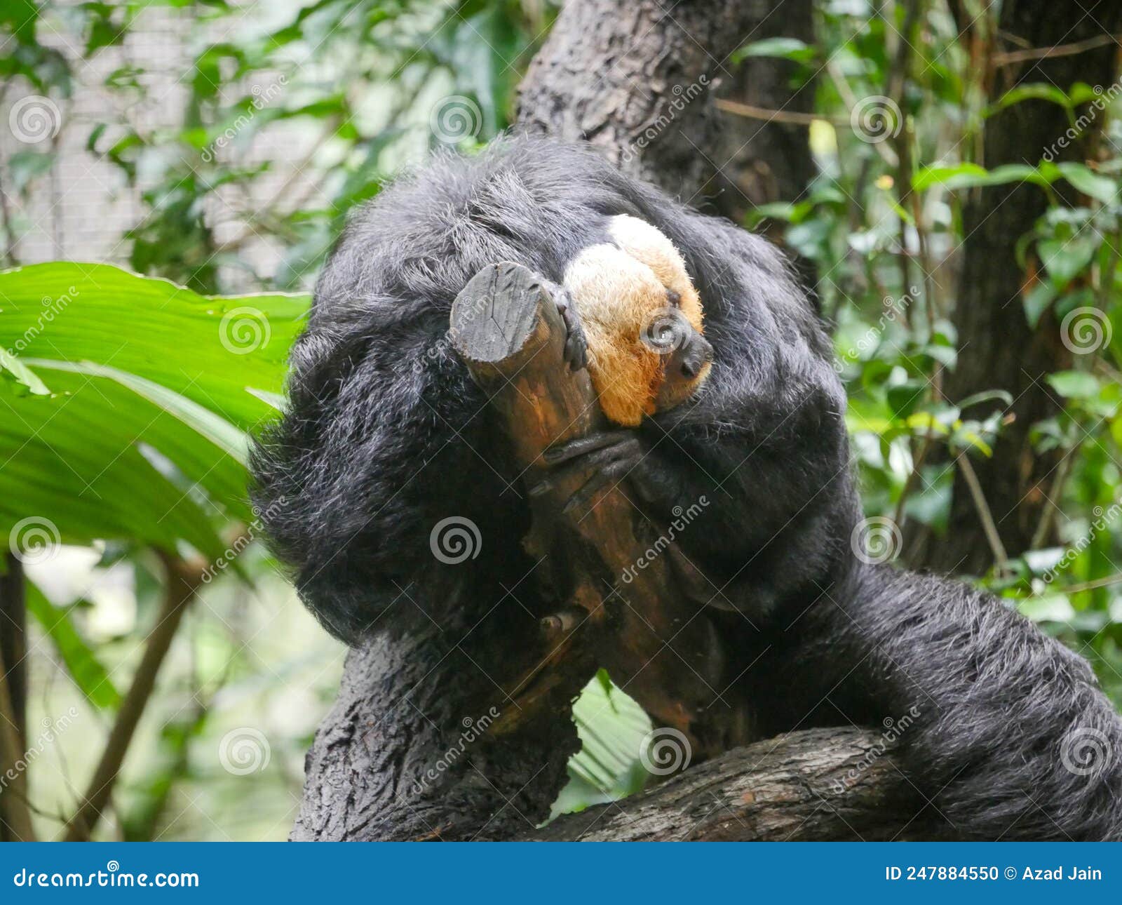 white faced saki monkeypithecia pithecia