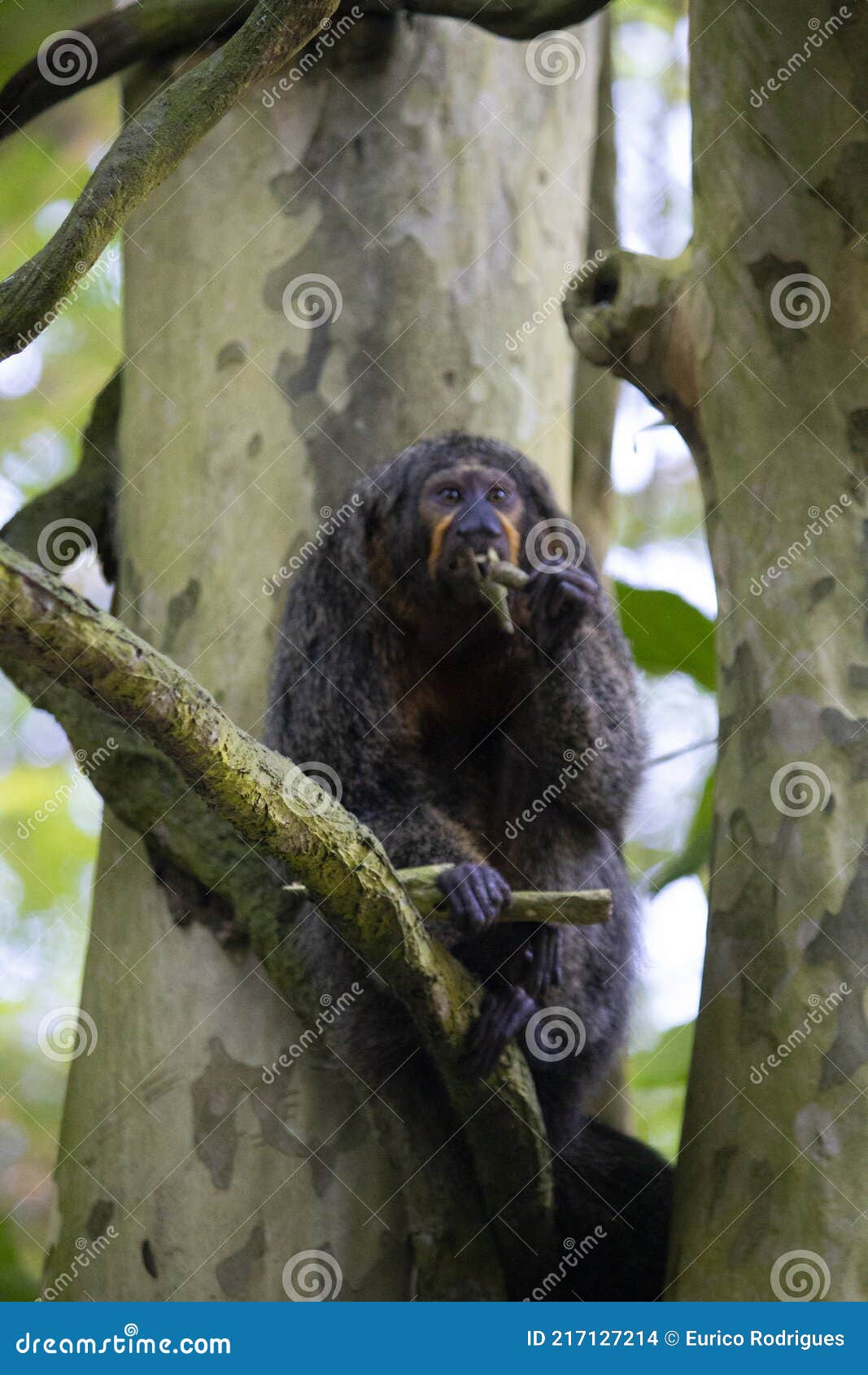 female white-faced saki monkey, new world saki monkey
