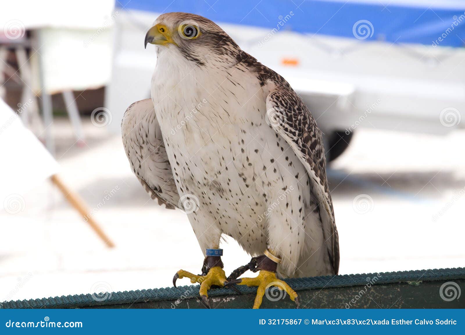 White falcon stock image. Image of beak, wild, exhibition 32175867