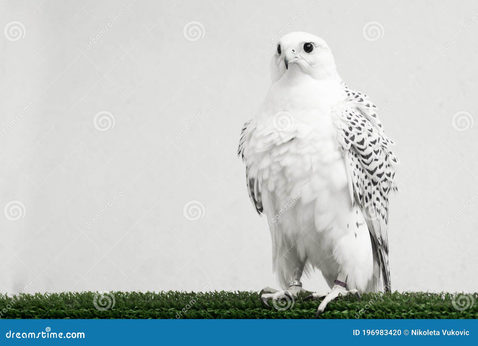 Gyrfalcon White Falcon Bird Of Prey Stock Photo Image of hawk, rare 196983420