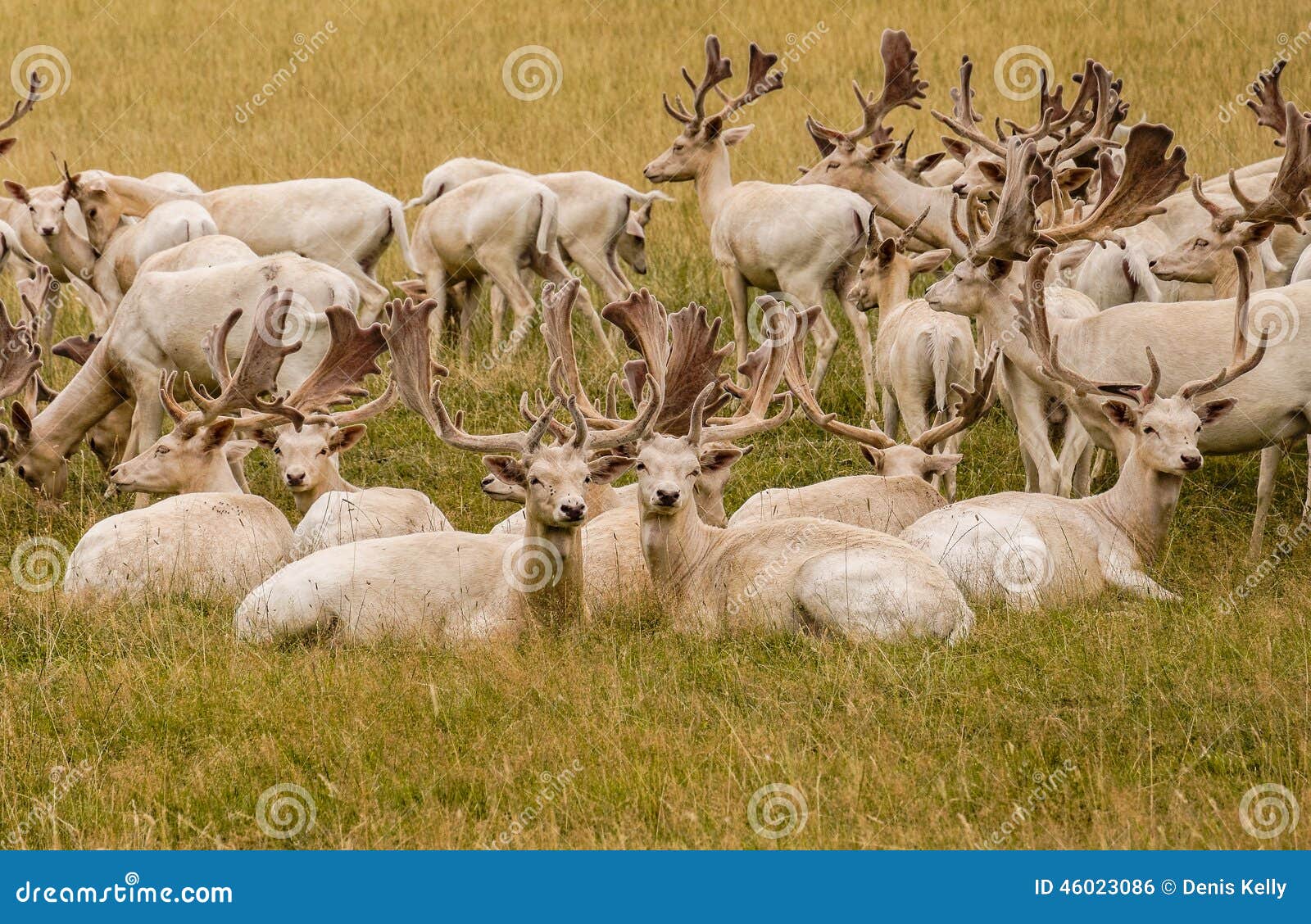 white fallow deer