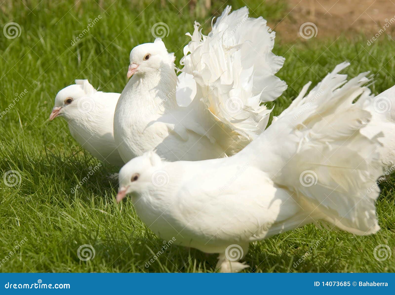White fantail pigeons stock image. Image of details, meadow 14073685