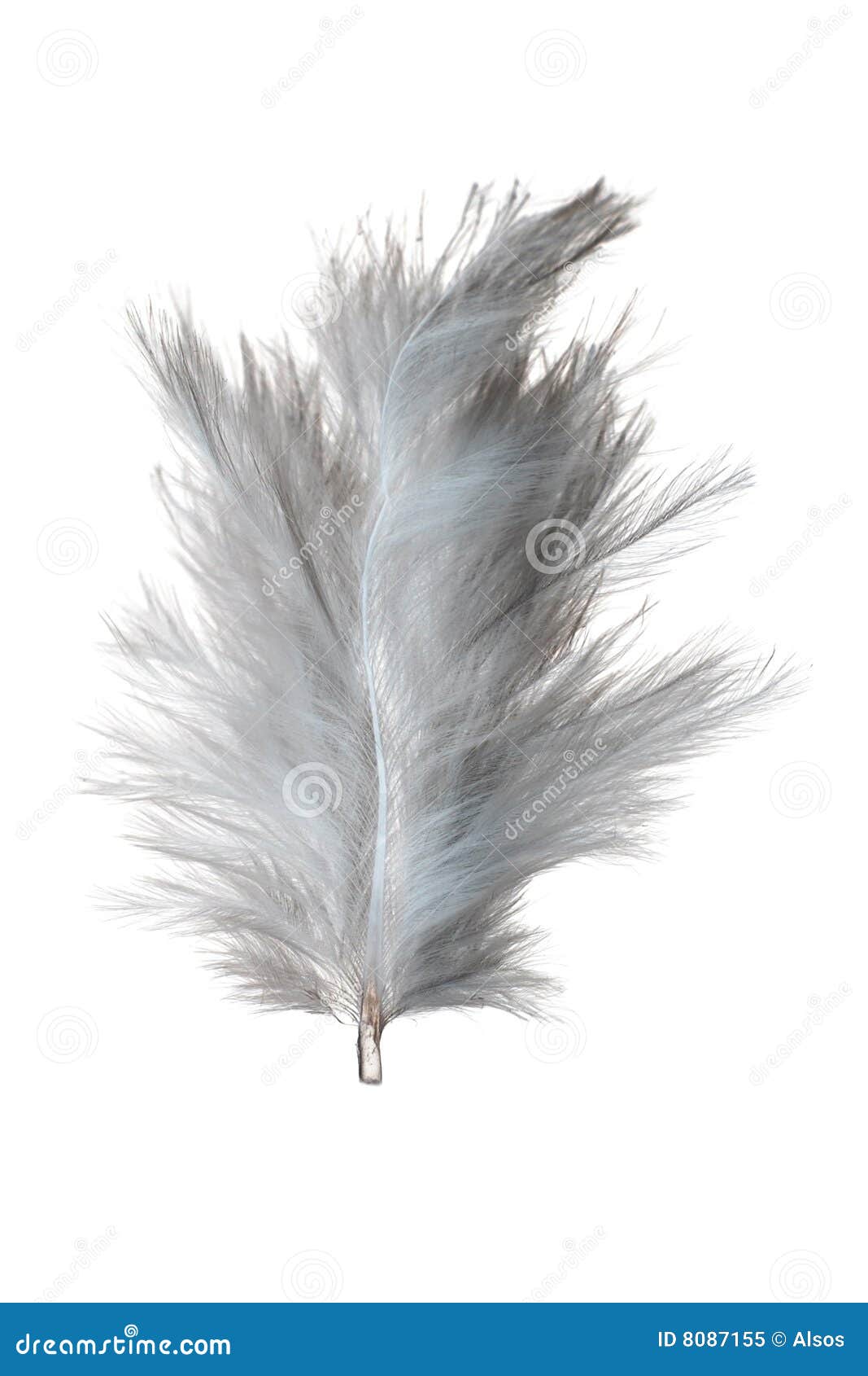 602,297 White Feather Stock Photos - Free & Royalty-Free Stock Photos from  Dreamstime