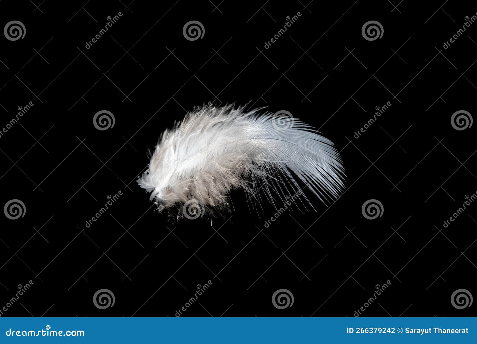 White Feather on Black Background, Isolate Stock Photo Image of