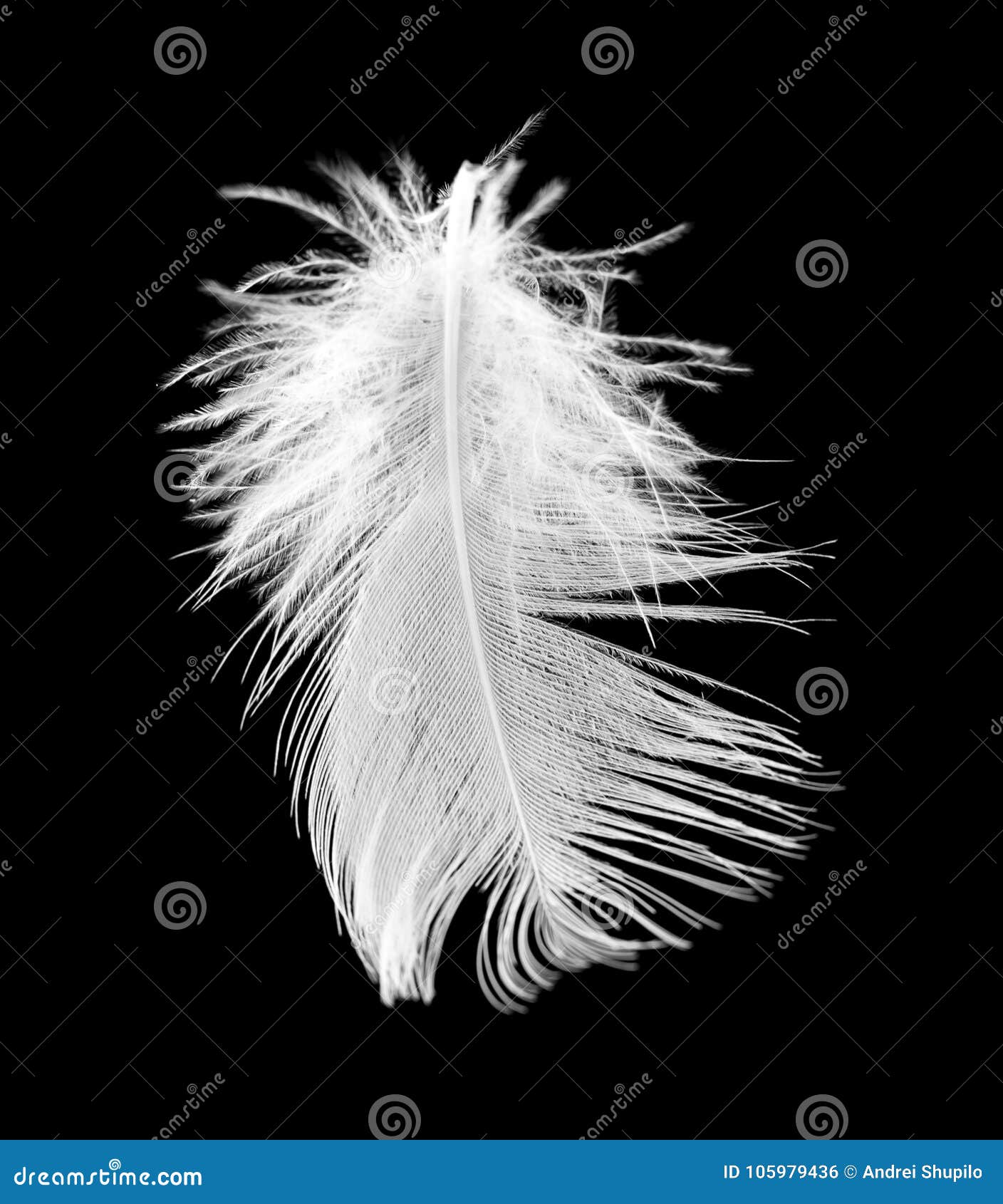 White Feather On A Black Background Stock Photo Image of fragility