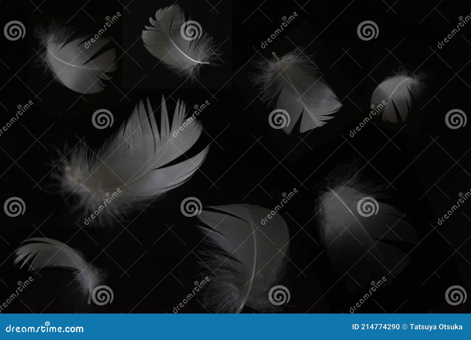 White Feather in a Black Background Stock Photo Image of background, shot 214774290