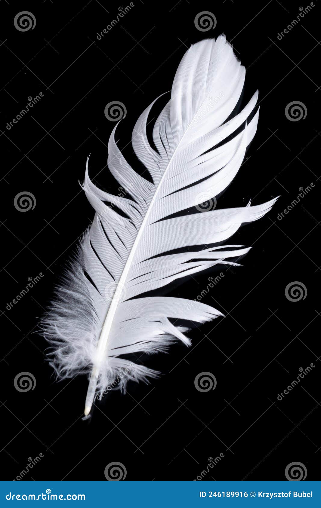 White Feather of a Goose on a Black Background Stock Photo - Image of
